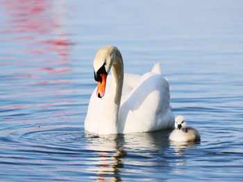 Swans swimming in lake