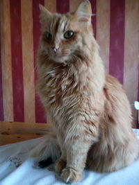 Close-up of cat sitting at home