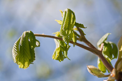 Close-up of fresh green leaves on plant