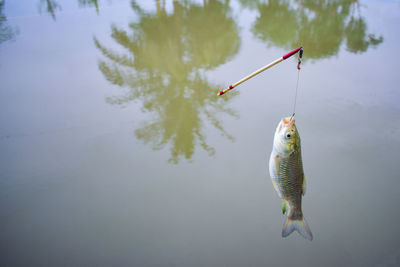 View of fish in lake