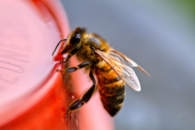 Close-up of honey bee on red pot