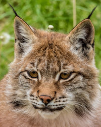 Close-up portrait of a cat