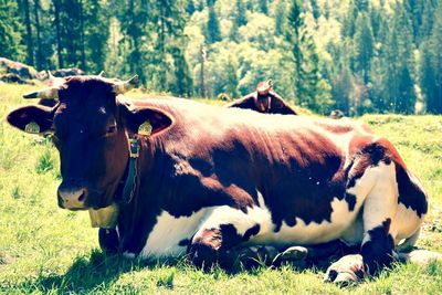 Cows on field