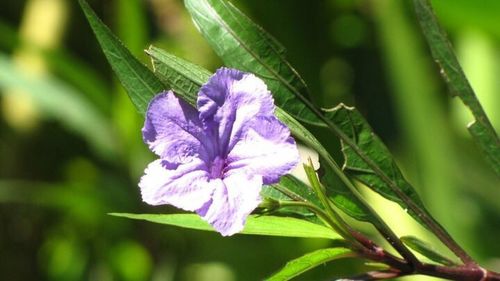 Close-up of purple iris flower