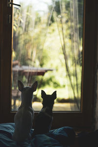 Two tiny dogs sit and look out door glass into sunny garden