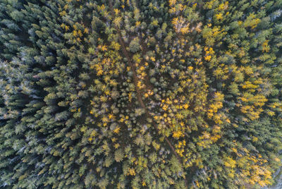 Full frame shot of trees in forest