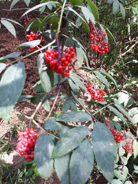 Close-up of red berries on tree