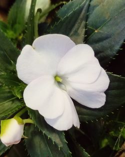 Close-up of white flowering plant