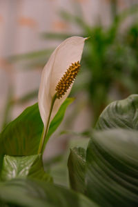 Close-up of insect on plant