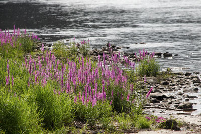 Purple flowering plants by sea