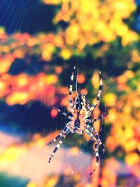 Close-up of spider on web