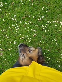 High angle view of a dog on field