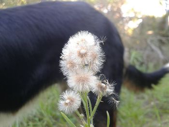 Close-up of dandelion