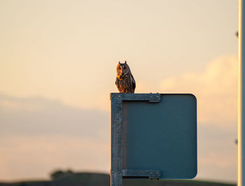 Bird perching on a wall