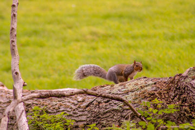 Squirrel sitting on tree