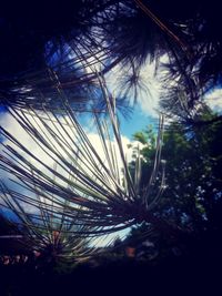 Low angle view of palm trees against sky