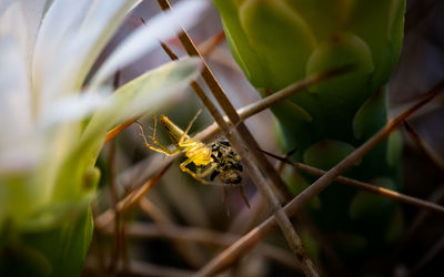 Close-up of insect on flower