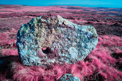 Close-up of rock on land against sky