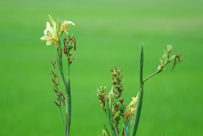 Close-up of flowering plant on field