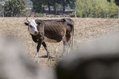 Cow standing in a field