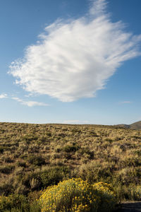 Scenic view of field against sky