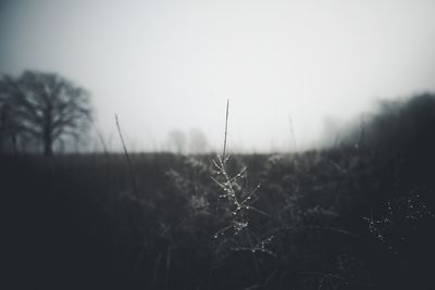 Plants growing on field