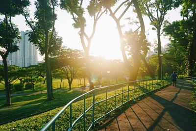 Sun shining through trees in park