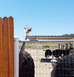 View of a horse against clear sky
