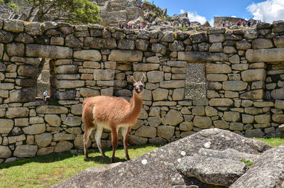 Sheep standing on rock against brick wall