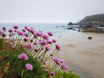 Pink flowering plant by sea against sky