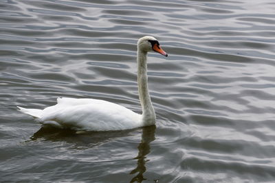 Swan swimming on lake