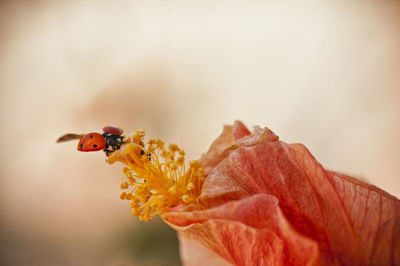 Lady bug on a flower