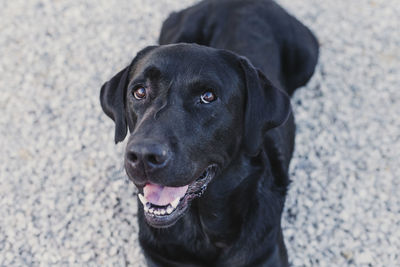 Close-up portrait of black dog