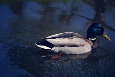 Duck swimming in lake