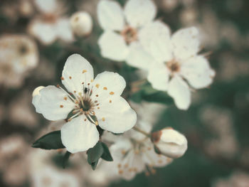 Close-up of white flowers