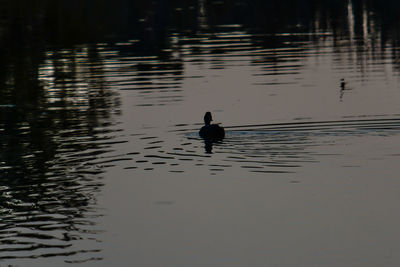 Silhouette duck swimming in lake