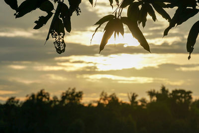 Close-up of silhouette tree against sky at sunset