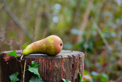 Close-up of fruit on tree