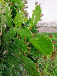 High angle view of succulent plant