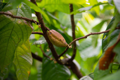 Close-up of green leaves