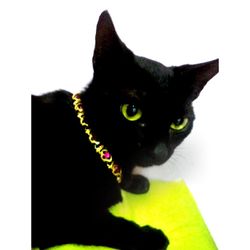 Close-up portrait of black cat over white background