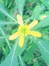 Close-up of yellow flower