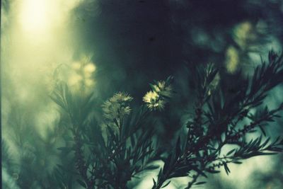 Defocused image of sunlight falling on tree