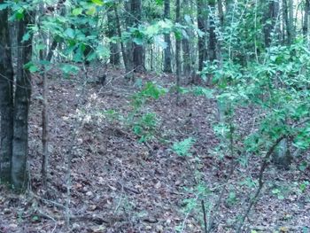 Trees growing in forest