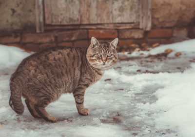 Close-up of cat sitting on snow
