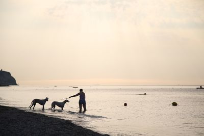 Two dogs on beach