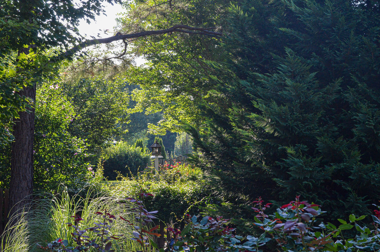 TREES AND PLANTS GROWING ON LAND