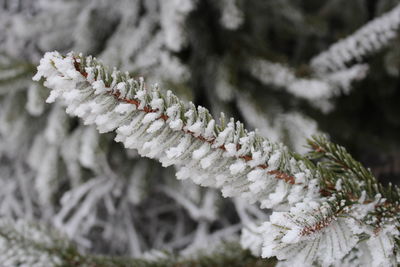 Close-up of frozen pine tree during winter