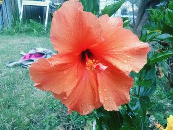 Close-up of orange day lily