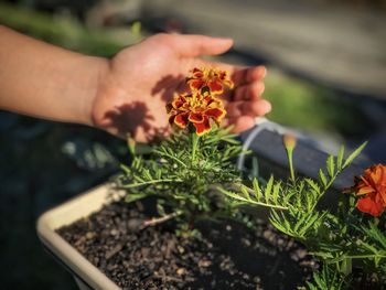 Close-up of human hand holding flowering plant
